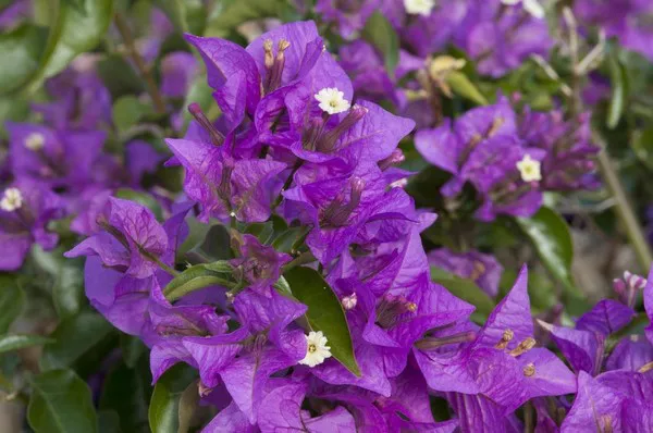 Bougainvillea