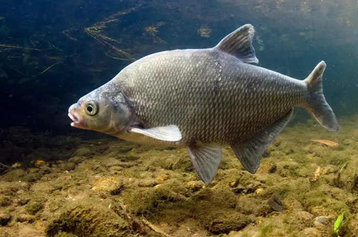 Bream