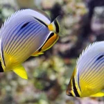 Butterflyfish