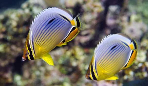 Butterflyfish