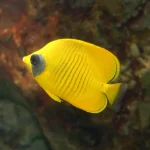 Butterflyfish1