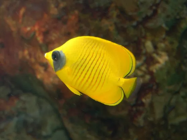 Butterflyfish1