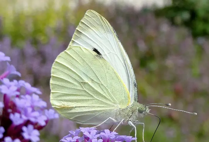 Cabbage White Butterfly