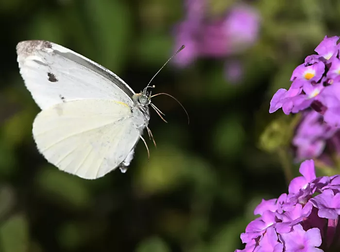 Cabbage White Butterfly