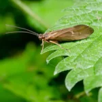 Caddisfly