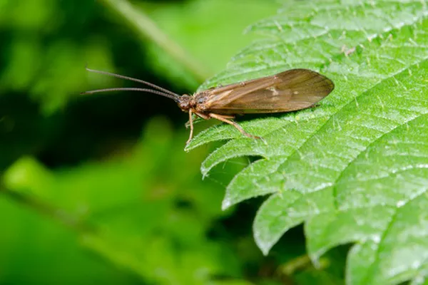 Caddisfly