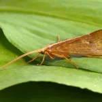 Caddisfly1