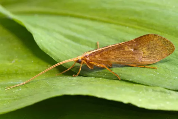 Caddisfly1