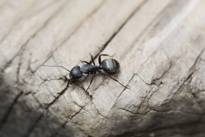 Carpenter Ant