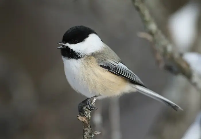 Chickadee Symbolize