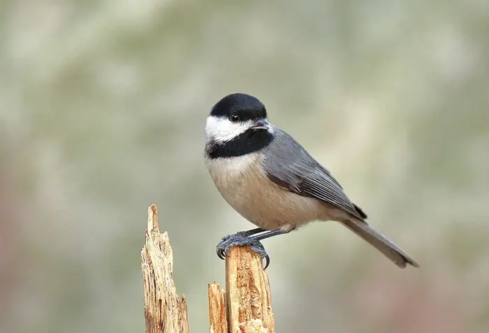 Chickadee