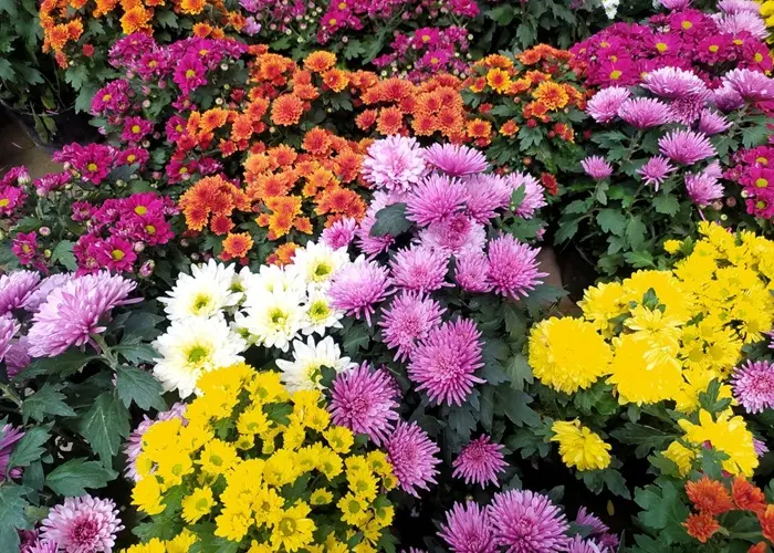 Chrysanthemum Symbolize