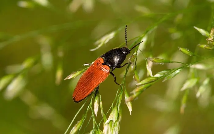 Click Beetle Symbolize