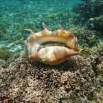 Conch