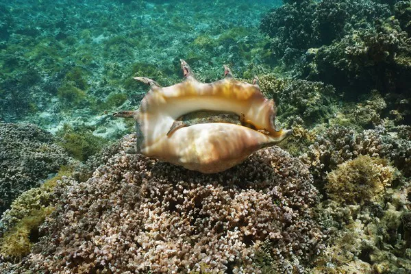 Conch