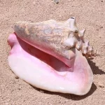 Conch1