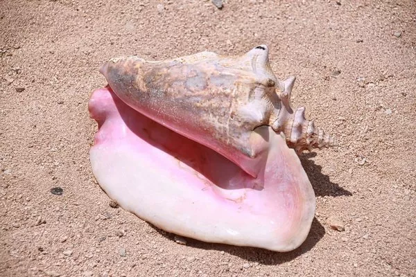 Conch1