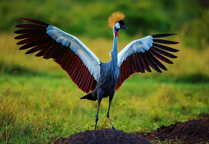 Crested Crane Symbolize