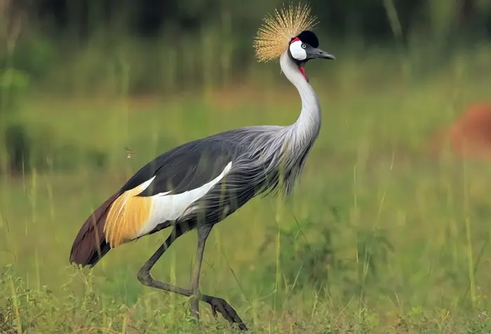 Crested Crane