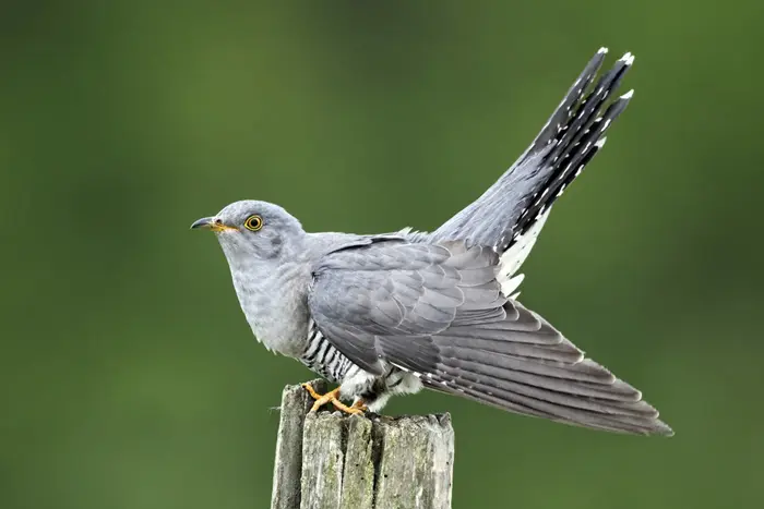 What Does A Cuckoo Symbolize? - Ourspiritanimal.com