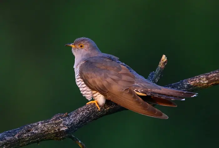 Cuckoo