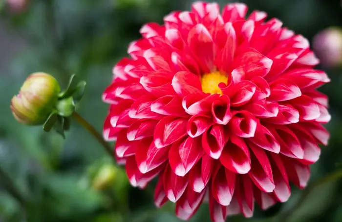 Dahlia Symbolize