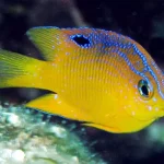 Damselfish