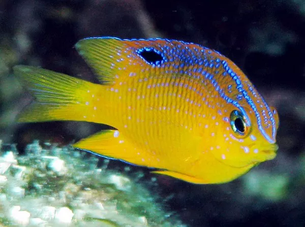 Damselfish