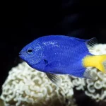 Damselfish1