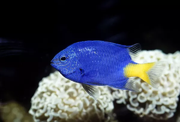 Damselfish1