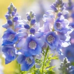 Delphinium