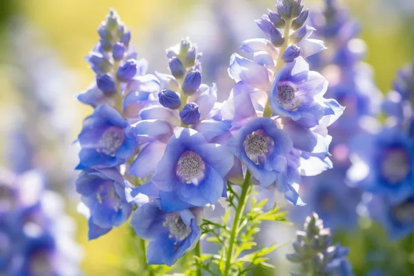 Delphinium