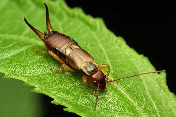 Earwig Symbolize