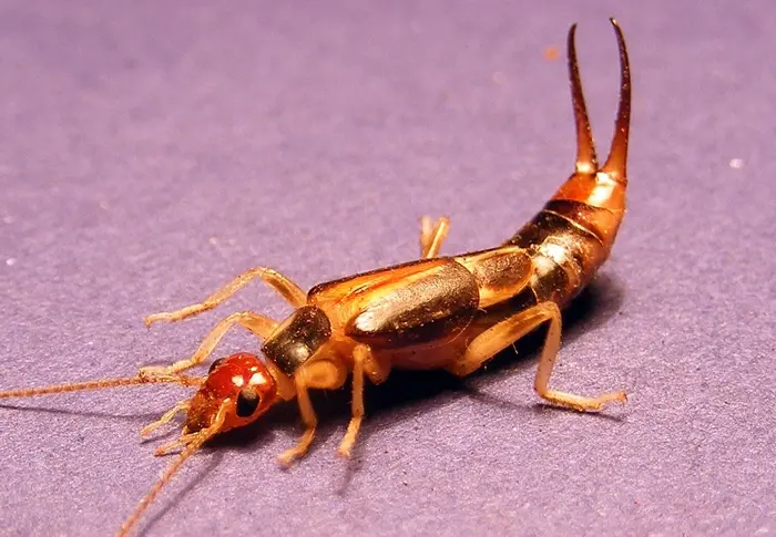 Earwig