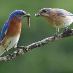 Eastern Bluebird