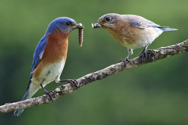 Eastern Bluebird