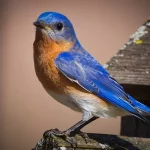 Eastern Bluebird1