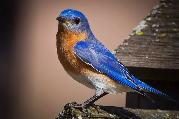 Eastern Bluebird1