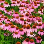 Echinacea