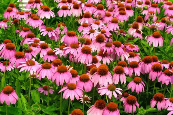 Echinacea