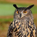 Eurasian Eagle Owl