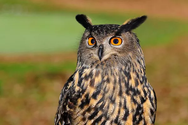 Eurasian Eagle Owl