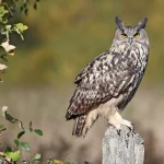 Eurasian Eagle Owl1