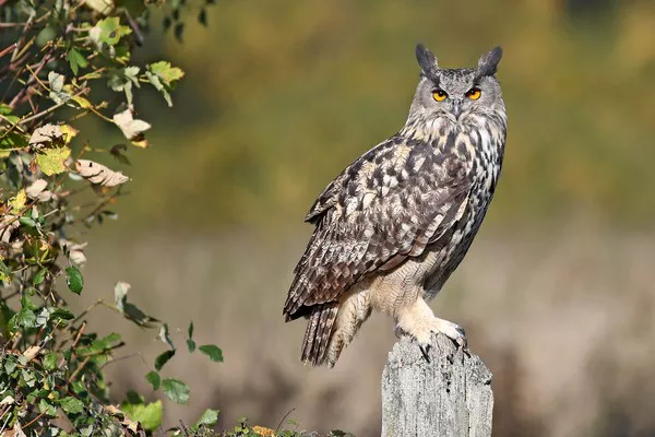 Eurasian Eagle Owl1