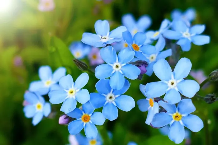 Forget-Me-Not Symbolize