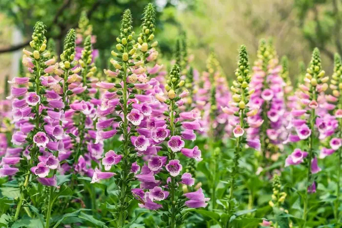 Foxglove Symbolize