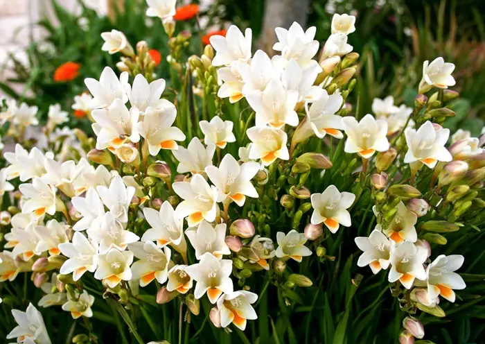 Freesia Symbolize