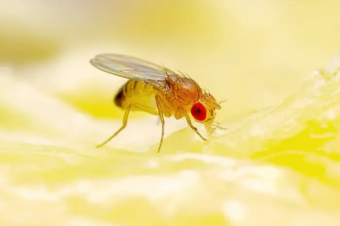 Fruit Fly Symbolize