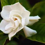 Gardenia