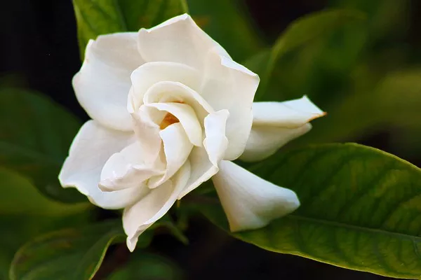 Gardenia